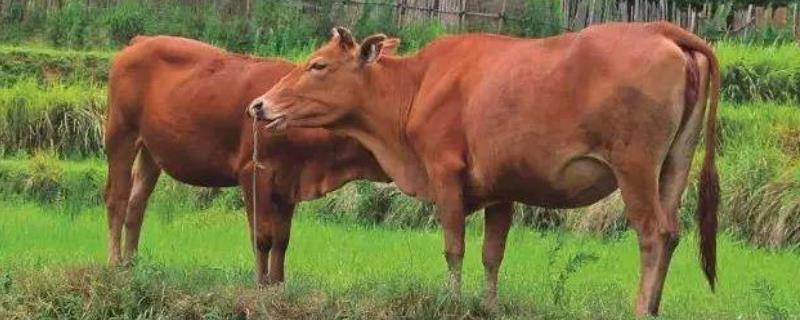 牛吃土缺啥微量元素，牛吃铁的症状