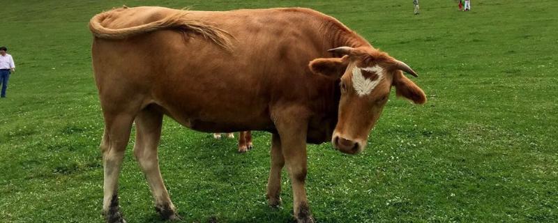 牛吃草为什么这么壮，牛吃了发霉的草多久会有症状