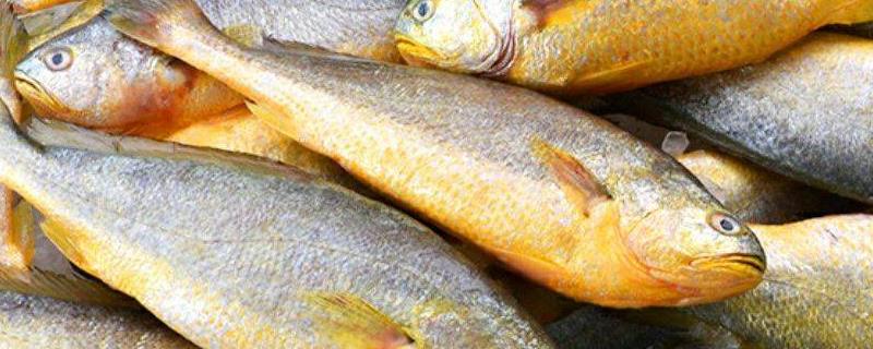 野生黄花鱼和养殖黄花鱼的区别，野生黄花鱼为什么贵