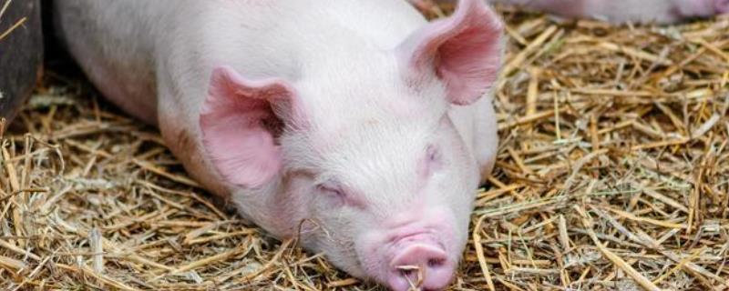 猪发烧不吃食怎么办用什么药，猪消化不良用什么药最有效