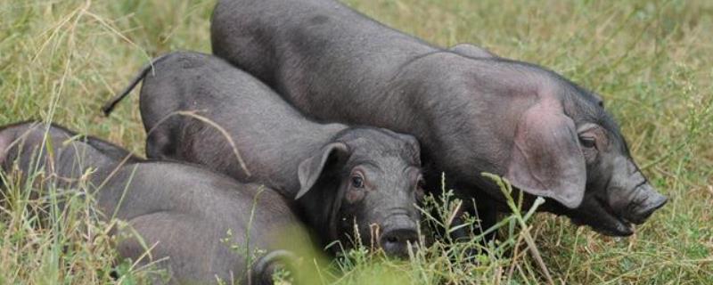 散养猪的养殖方法，潲水喂猪的危害以及措施