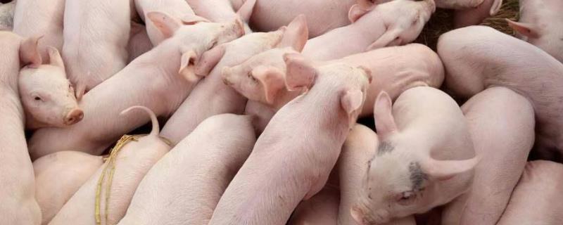 现代养猪场的规模及设施，如何养猪长得又快又胖