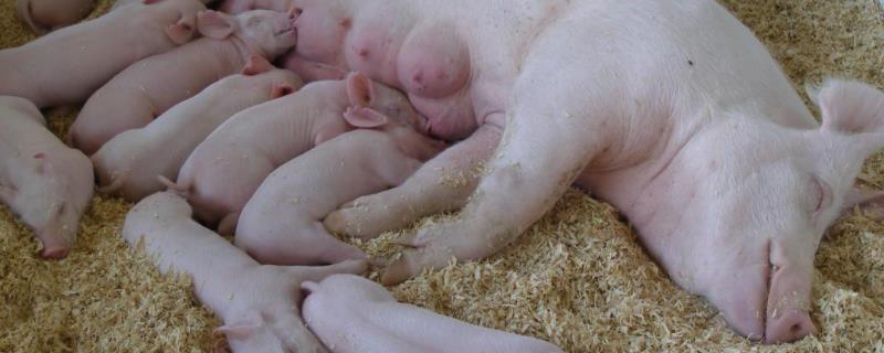 母猪不发情怎么调理，哺乳母猪不吃食怎么办
