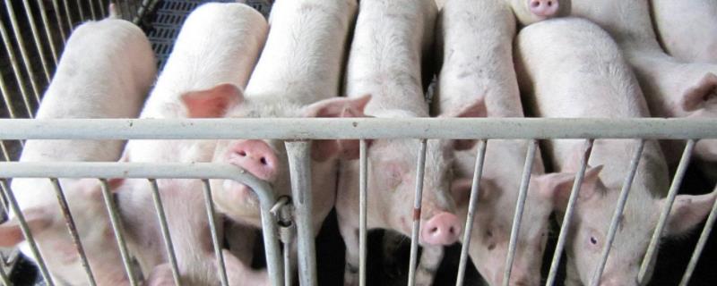 200斤的猪能杀多少肉，猪养到300斤要几个月