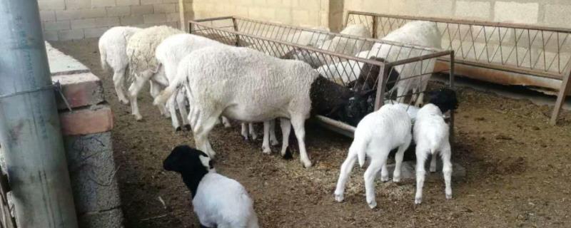 繁殖母羊的精料配方，羊饲养管理注意哪些问题