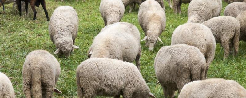 绵羊体温多少度正常范围，绵羊的毛可以做成什么东西
