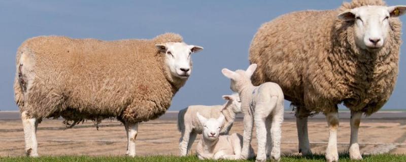 人工喂养小羊羔一次喂多少奶，小羊喝了奶粉老是拉稀怎么办