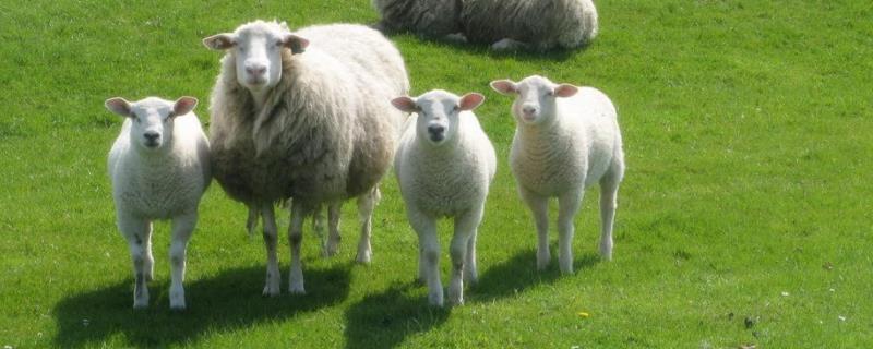 大母羊吃羊毛是什么原因，羊吃塑料布自己能排出来吗