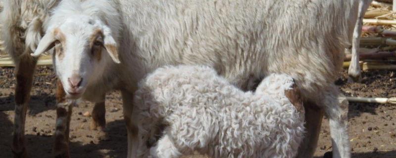 新下的小羊羔喂多少毫升奶粉，小羊羔喘气呼噜呼噜的怎么办