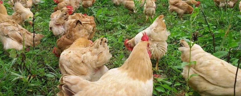 鸡怎么去毛最有效的方法，杀鸡不开膛掏鸡内脏技巧