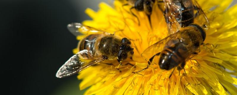 中蜂春繁技术要点，为什么不能在养蜂场附近诱蜂