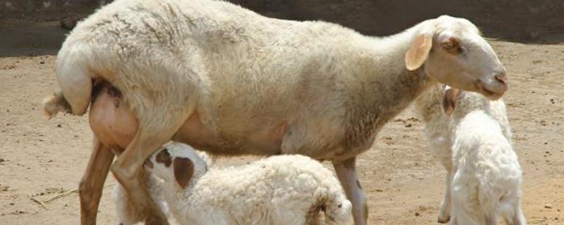 羊生产完要注意些什么，羊为什么流产掉羔子