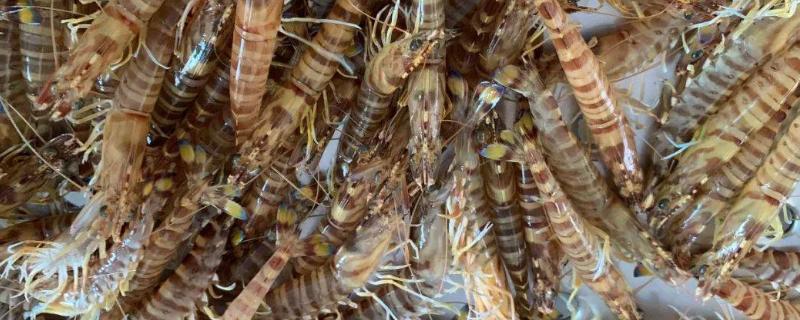 基尾虾和基围虾一样吗，基围虾怎么养几小时不死