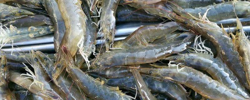 抓回来的河虾怎么养才不会死，市场买回来的河虾怎么保存最为新鲜