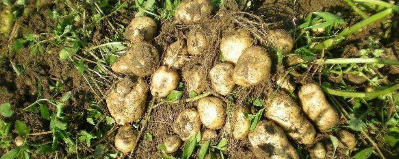 土豆用什么肥料高产，土豆怎么种植
