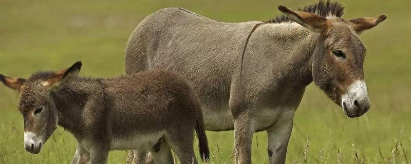饥饿的小驴喜欢吃什么，驴养殖成本利润和周期