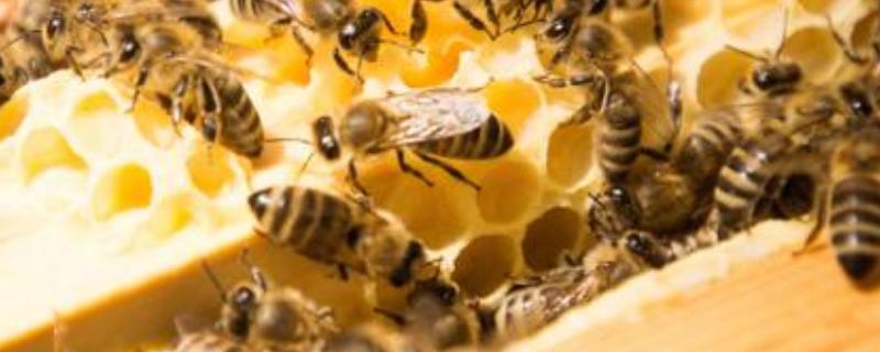 蜜蜂有几种类型的，蜜蜂冬天怎么过冬,怎么喂养