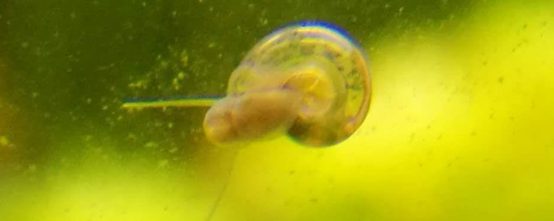 草缸出现囊螺是好还是坏，草缸长绿丝藻说明硝化细菌