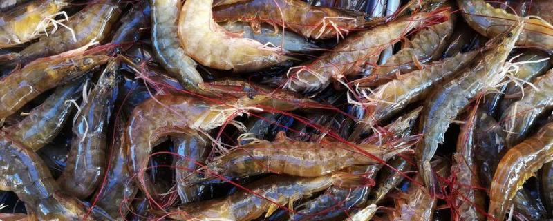一斤虾大概多少只，活虾身上有白色的肉肉能吃吗