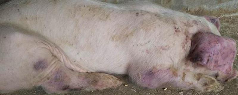 猪得了链球菌用什么药可以治疗，附症状