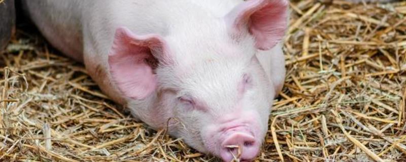 猪低烧36度用什么药，打喷嚏和鼻塞用什么药