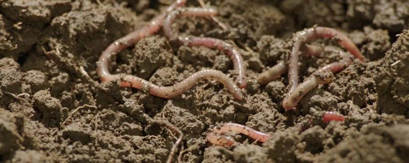 什么农药专杀蚯蚓，蚯蚓对土壤有什么作用