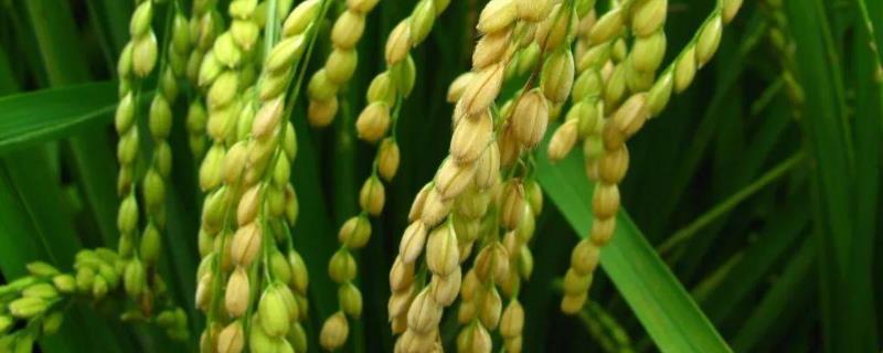 农作物的种植过程，小米是什么农作物