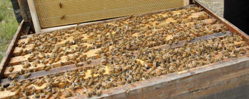 蜜蜂春繁什么时候开始，附蜜蜂春繁管理技术