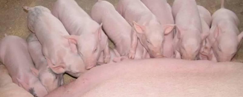 银黄提取物注射治猪的什么病，能稀释青霉素吗