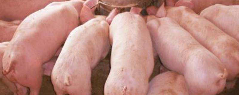 猪用的黄芪多糖的作用，皇竹草喂猪过多的坏处