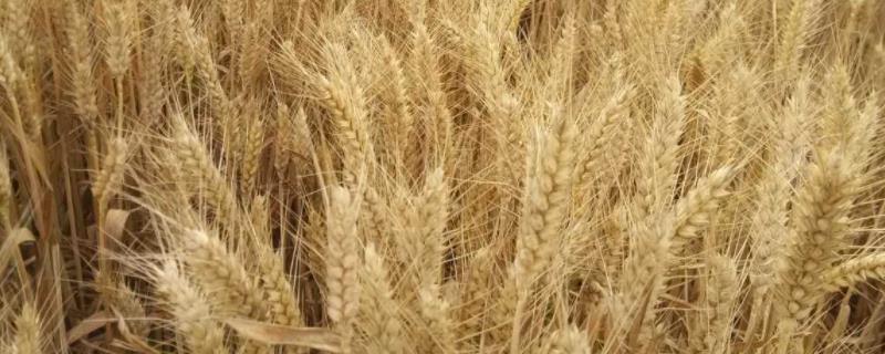 小麦种子可以放多久，附储存注意事项