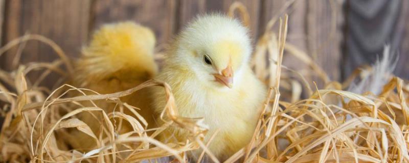 如何给小鸡做保暖鸡窝，小鸡出壳能维持几天不吃不喝