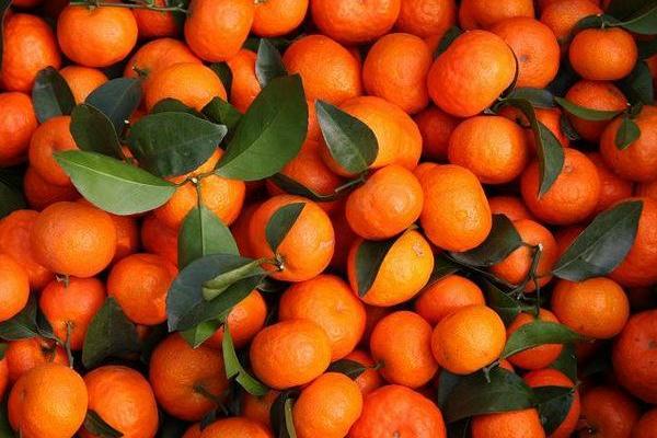 柑橘类的水果有哪些