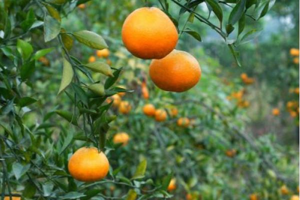 柑橘类的水果有哪些