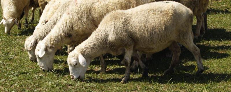小苏打喂羊的正确方法与用量，喂多了会造成什么危害