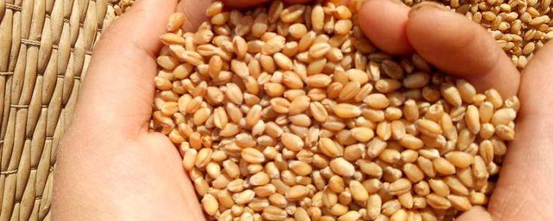 小麦种子徐麦35是哪地方产的，附徐麦35特征特性