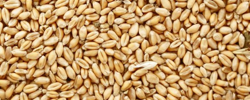 小麦种子平安十一的特性是什么，附丰徳存麦1号特性