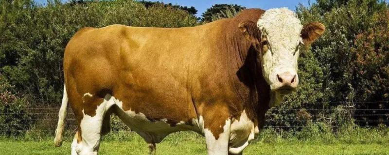 牛用黄体酮的使用方法，牛羊口蹄疫症状及防治方法