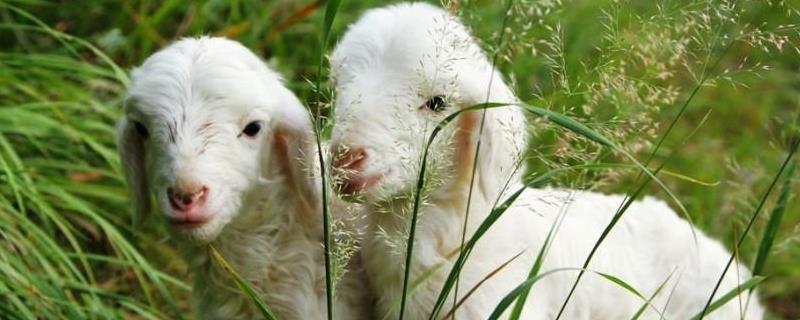 小羊出生三天死亡原因，小羊羔拉绿屎怎么治疗