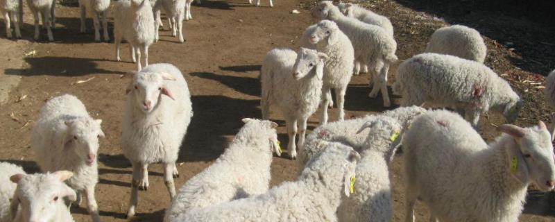 养殖50只羊利润多少，养羊需要注意哪些问题