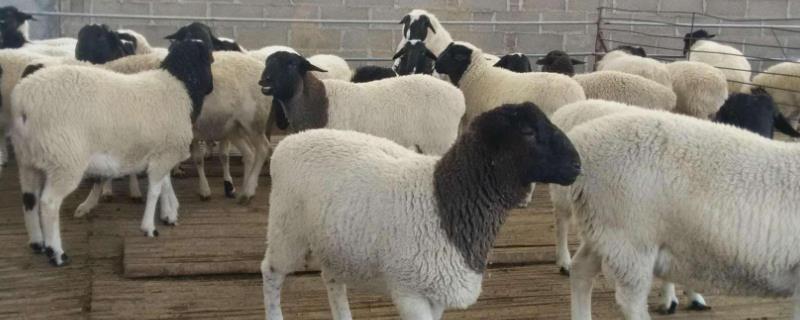 杜泊羊哪里有售，怎样辨别是纯种的