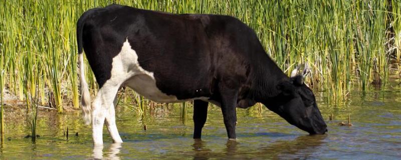 母牛打栏有什么症状，20个月小母牛不打栏怎么回事