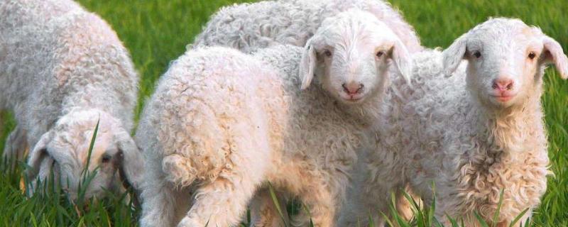 山东养羊基地在什么地方，养羊补贴每年都有吗