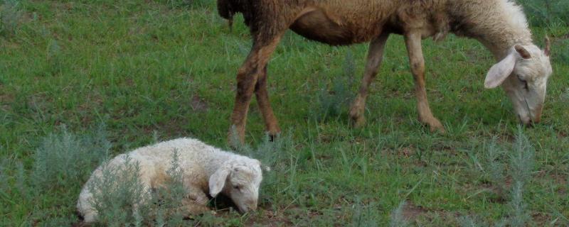 刚出生的小羊拉稀有什么办法治疗，三联四防小羊打几毫升