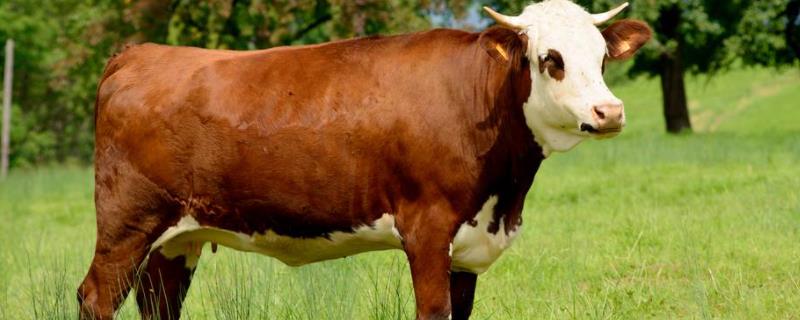 提高母牛同期发情的措施，初配母牛配不上是什么原因