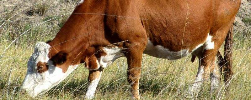 怀孕母牛能不能用头孢，能用伊维菌素驱虫吗