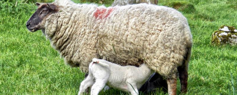 公羊不爬母羊是怎么回事，母羊下完过多久打栏是正常