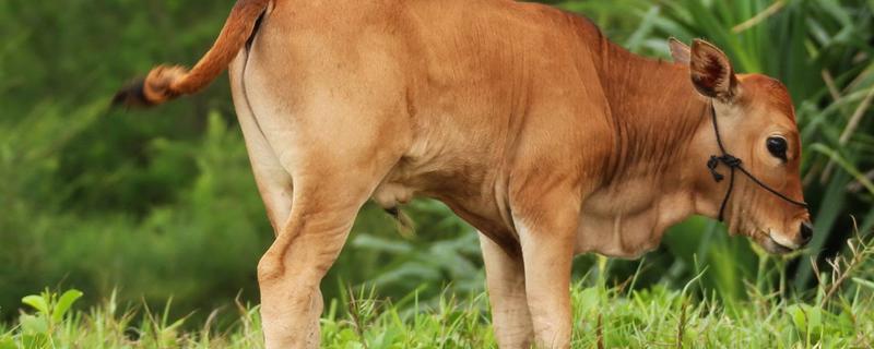世界上最小的牛品种，水牛好养还是黄牛好养
