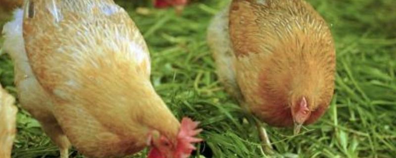 鸡里面很多黄油是什么原因，鸡皮上的黄皮怎么去除