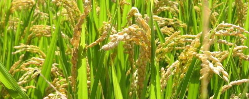 水稻的生长环境，水稻的种子根有几条
